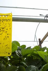 Brimex Klebekarten gelb, 10er Pack - EigenGrow