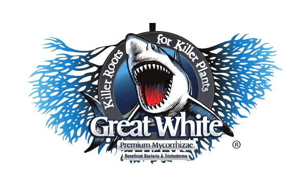 Great White