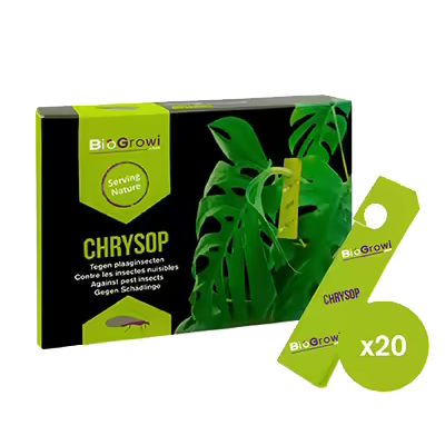 Chrysop 20 Karten Spinnmilben, Thripse, Blatt-, und Wollläuse - EigenGrow